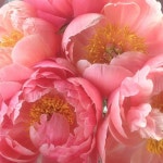 Blooms & Gardens에 있는 핀