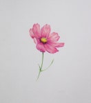 색연필로 그린 보테니컬 아트 en 2020 | Peinture fleurs, Aquarelle, Dessin