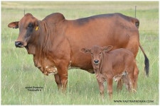 Pin by 임춘근 springroot55 on 동물 Animals | Young animal, Cattle, Farm yard