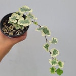 반딧불이아이비 30/ 동일품배송(Hedera helix) - 공기정화식물(air purifying plants)