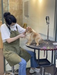 Pet cafe에 있는 JJangga님의 핀 - 2022