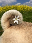 Pug에 관한 50개의 최상의 Pinterest 이미지 | 그림, 애완동물 및 웃긴 동물 Pug