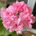 제라늄 엔틱로즈 (사이즈확인하세요)(Geranium/Pelargonium) - 관엽식물(Foliage)