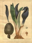botanical print에 있는 sylvie gratton님의 핀