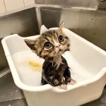 Pies i kot에 관한 178개의 최상의 Pinterest 이미지 | 고양이, 새끼 고양이 및 Cute kittens Pies i kot
