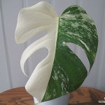 몬스테라 알보,몬스테라 보르시지아나 알보C2157-동일품배송,무료배송(Monstera deliciosa) - 관엽식물(Foliage)
