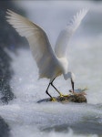 쇠백로 by Ahn / 500px | Pet birds, Beautiful birds, Bird photo