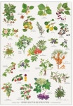 Pin von BongAe Song auf 들꽃/들풀 3 (모음) | Botanische zeichnung, Botanische zeichnungen, Pflanzen
