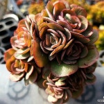 수연 군생 6-5272(E. Suyon) - 다육식물(Succulent)