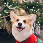 nam jilzilq님의 동물 및 반려동물 이미지 | 웰시 코기, 동물