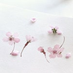 Pin page EJ🌿 on Instagram: “아 좋구나… #수채화를사랑하는이유 #벚꽃힐링 #설렘 #벚꽃 #cherryblossom #watercolor #spring... 