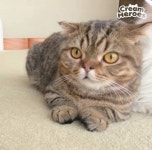 루루애오 lulu❤ 루루애오 lulu❤ | 귀여운 아기 동물, 아기 동물, 동물