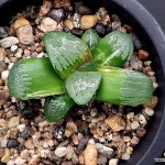 마계교배금 102-29(variegated) - 하월시아(Haworthia) | 식물