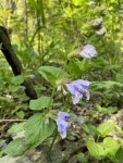 벌깨덩굴 - Meehania Urticifolia - 2020 | 덩굴 식물, 식물, 꽃