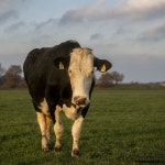 Pin van 귀희 김 op 유화 in 2021