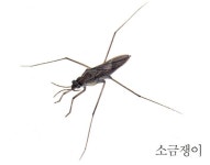 배경에 있는 Aileen Kim님의 핀 | 곤충, 물, 조형