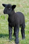 SHEEP에 관한 181개의 최상의 Pinterest 이미지 | 농장 동물, 염소 및 농장 SHEEP