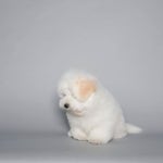 한국꼬똥켄넬(17년경력) 한국애견협회/연맹 최초등록견사さんはInstagramを利用しています:「감자에 핀 곰팡이 같은 테디(=말똥성게)... 