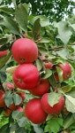 Frutas에 있는 Gabes님의 핀 - 2023 | 과일 농장, 자연 사진, 과일나무