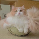 DD in his vegetable bowl | 둔둔이와 야채바구니 | Cute cat wallpaper, Cute baby cats, Cute cats