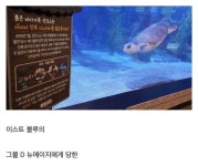 붉은 거북 샹크스