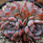 스타마크자연군생(E. Starmark) - 다육금(Variegated) 스타마크자연군생(E. Starmark) - 다육금(Variegated) | 다육 식물, 식물