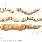 감수,약초,약재 | 약초