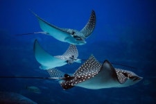 Pin page Pin by Ru ri on 2-2 서양화 | Beautiful sea creatures, Marine animals, Stingray species
