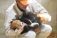 Red panda에 있는 Valerie Kozlova님의 핀