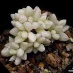 베라하긴스금(소) 23-84(Graptopetalum Mirinae ) - 다육금(Variegated)