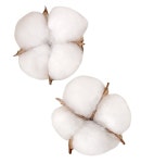 목화작물, 면화, 농작물, 희다 PNG 일러스트 및 이미지 에 대한 무료 다운로드 - Pngtree