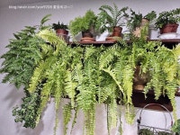 일반화초에 있는 좋을씨고님의 핀 - 2023