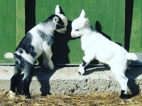 NE에 있는 김명선님의 핀 | 귀여운 아기 동물, 아기 염소, 아기 동물