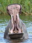 Pin page Hippo on the Zambezi River, Zambia. | Visit africa, Zambia safari, Southern africa