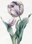 botanical art에 있는 ever님의 핀 | 색연필 그림, 그림, 꽃그림