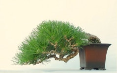 Japanese Black Pine (Pinus thunbergii) | 분재