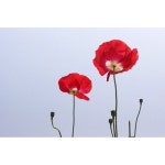 @springrain_ on Instagram: “꽃보다 당신 ✨🌸 꽃보다 화사한 당신 당신이 어디에서 무얼하건 꽃처럼 화사한 날들이 가득하길 바래... 