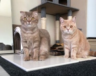 안녕하세요! 후 요즘 너무바빠서 오랜만에 후추카레 보여드리네요.. 후추가 드디어..! 매일마다 카레를 그루밍을 해줘요ㅎㅎ 카레도... 