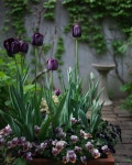 Pin page Gardening에 있는 Peighton Allen님의 핀 - 2024 | 정원