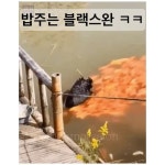 좋아요 4,720개, 댓글 264개 - Instagram의 유머살롱(@humorsalon)님... 잡아묵을라고? ㅋㅋㅋㅋㅋ #어장관리 #블랙스완 #어장관리중 | 개