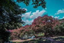 명옥헌에서 바라본 원림 . . . #📸 #취미사진 #미러리스... a7m3 #소통  #%A (With images) | Natural landmarks, Travel, Nature