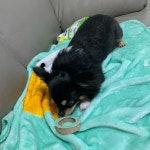 #チワワ#장모치와와#치와와#Chihuahua#chiwawa#시루#콩#윈터펠치와와#winterfell#댕댕이#개스타그램#멍멍이#pupp… in 2020 | Dogs, Animals