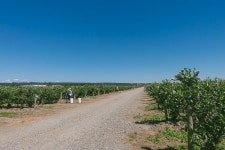 캐나다는 지금 유픽 (U-Pick)시즌 ~ 베리,체리 모두 베리굿! : 네이버 포스트 | 베리