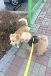 우리집 개 동네안내해줬어ㅎ,, 친구소개시켜주고,,. 동네강아지가 우리집 개 동네안내해줬어ㅎ,, 친구소개시켜주고,,. | 강아지, 개, 사진