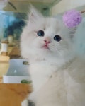 NEW33-most-popular-cat-Breeds2018-Page-5of7   아직은 대기중 캣프렌즈 렉돌은 HCM.PKD 네거티브유전자 확인까지가능한... 