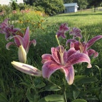 Our farm에 있는 Clara님의 핀