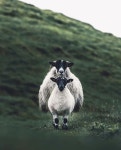 Bilde ideer에 관한 40개의 최상의 Pinterest 이미지 | 농장 동물, 염소 및 자연 Bilde ideer