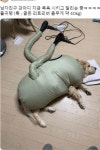 댕댕이 목욕시키고 말리는 모습