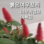 여우꼬리 (붉은여우꼬리)(Acalypha reptans) - 관엽식물(Foliage)