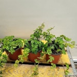 슈가바인( 늘어진모습이 매력인아이에요) 새로입고(Parthenocissus Sugarvine) - 공기정화식물(air purifying plants)